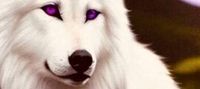 White Wolf Hybrid ~ The sequel